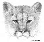 Cougar head 2