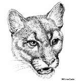 Cougar head 3